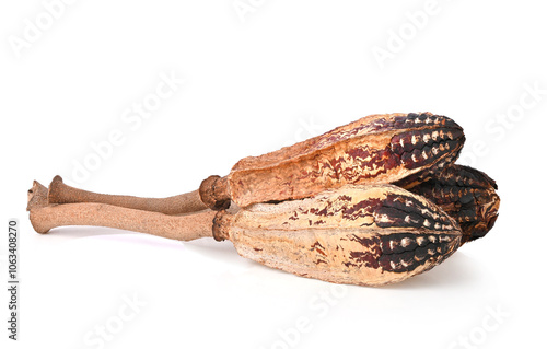 Mahogany pods , Dried mahogany fruit , Dried Natural Mahogany Pods isolated on white background photo