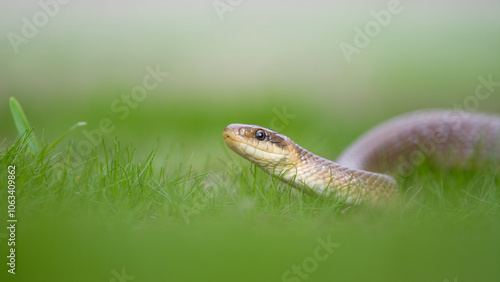 Aesculapius snake (Zamenis longissimus) in the grass, Bulgaria photo