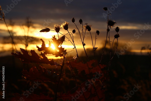 Foto Field plants against the sunset, evening background