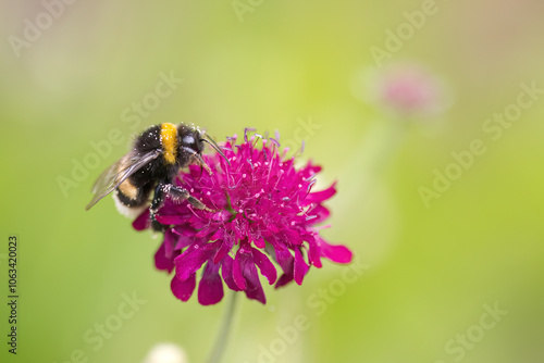 bumblebee with pollen dust, close-up Knautia Macedonia with a bumblebee, close-up bumblebee,beautiful magenta-coloured flower with insect