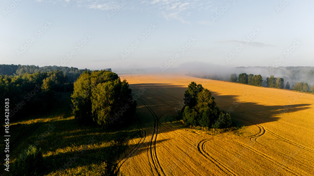 Fototapeta premium A wheat field at sunset