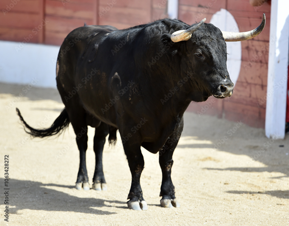 brave bull with big horns in a traditional spectacle of bullfight brave bull with big horns in a traditional spectacle of bullfight