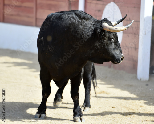 black bull with big horns in spain photo