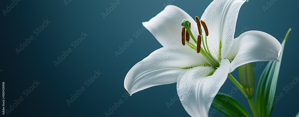 Fototapeta premium Capture the beauty of a lily a macro shot showcasing high clarity and vibrant detail