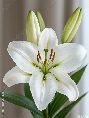 Capture the beauty of a lily detailed macro shot showcasing flower clarity and intense detail