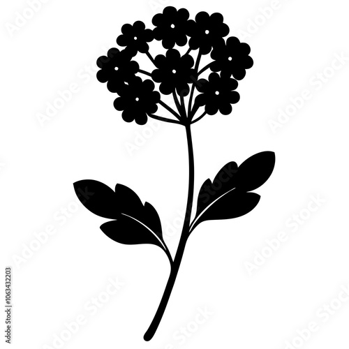 Verbena flower silhouette vector illustration