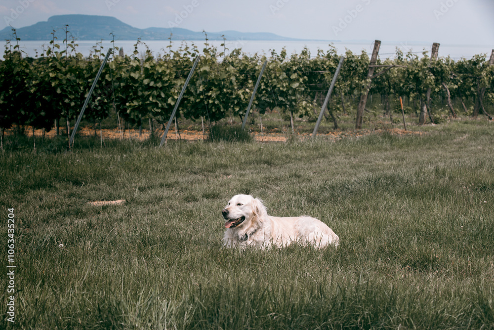 Obraz premium Golden retriever dog in the field