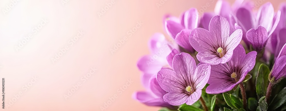 Capture the beauty of morning dew on violet petals with stunning clarity in macro photography