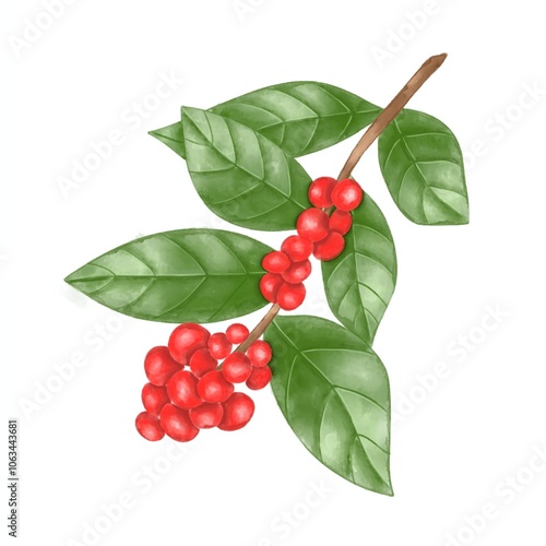 Illustration of winter foliage is red berries on branch with holly leaves.