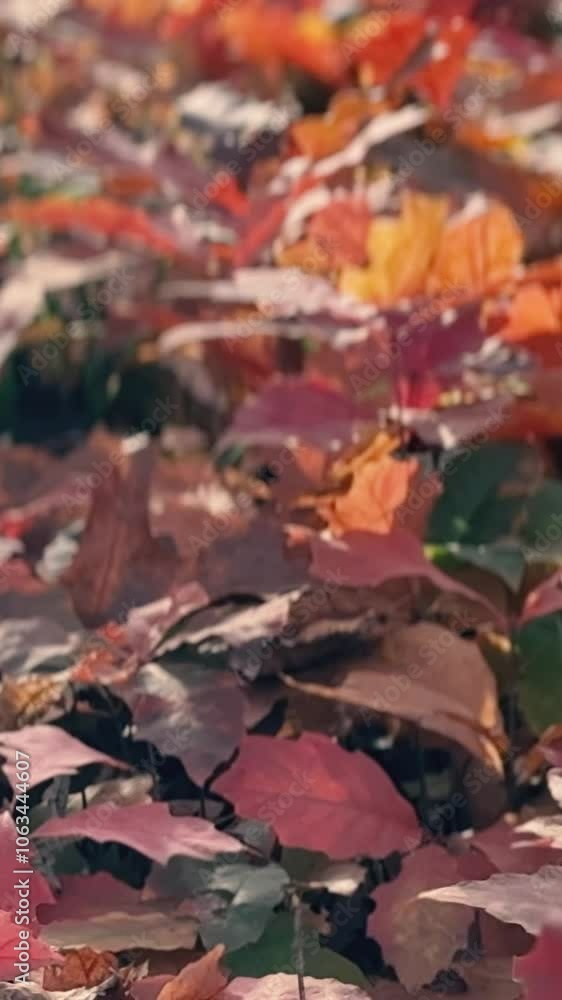 Autumn forest with yellow leaves and trees. Outdoor park atmosphere with fresh air and wild nature. Orange leaves falling from the ground