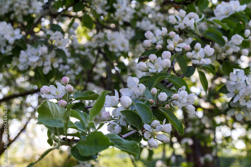white apple blossom branches in spring
white apple blossom branches in spring