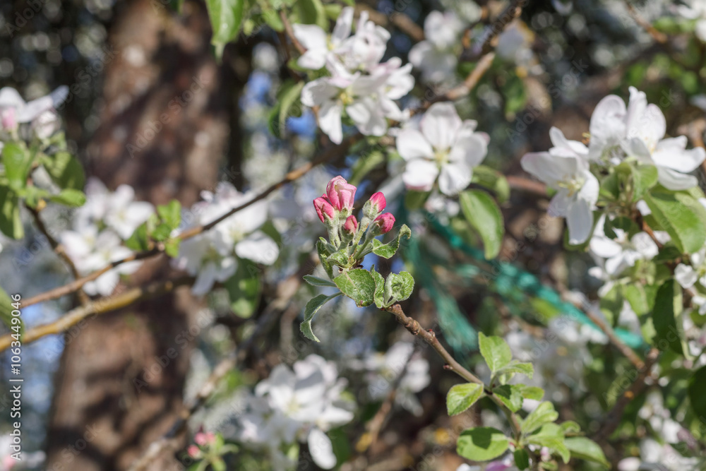 white and pink apple blossoms bloom in spring white and pink apple blossoms bloom in spring