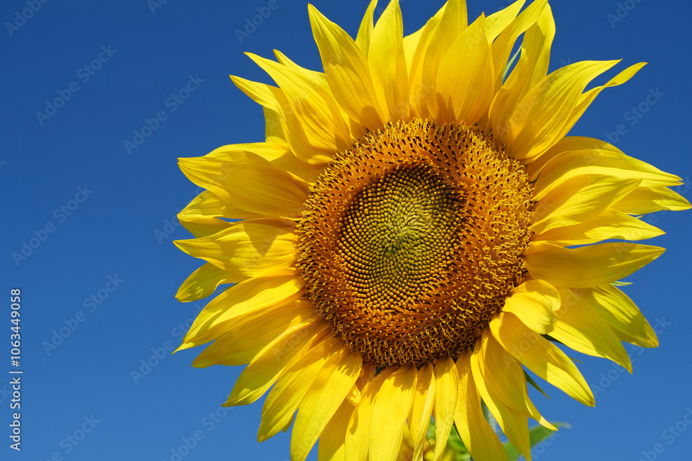 Amazingly beautiful sunflower, close-up shot Amazingly beautiful sunflower, close-up shot