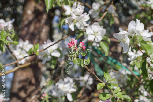 white and pink apple blossoms bloom in spring