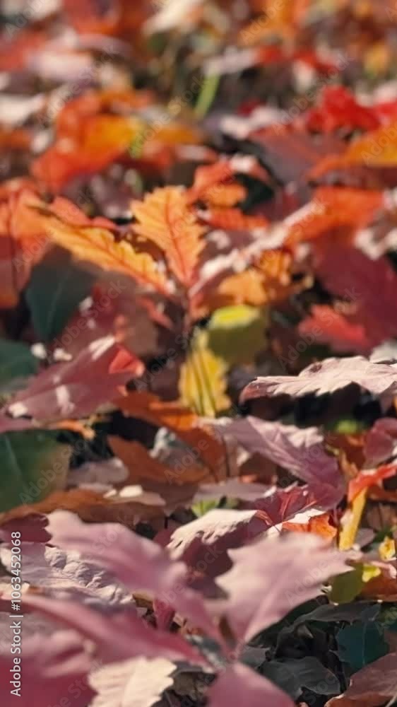 Autumn forest with yellow leaves and trees. Outdoor park atmosphere with fresh air and wild nature. Orange leaves falling from the ground Autumn forest with yellow leaves and trees. Outdoor park atmosphere with fresh air and wild nature. Orange leaves falling from the ground