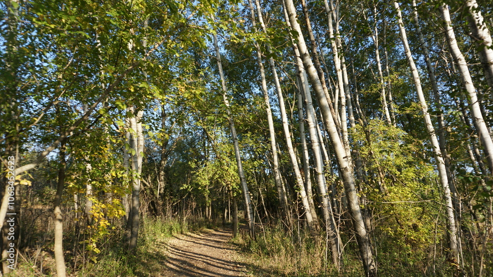 Sunny Forest Path with Tall Birch Trees in Early Autumn Sunny Forest Path with Tall Birch Trees in Early Autumn