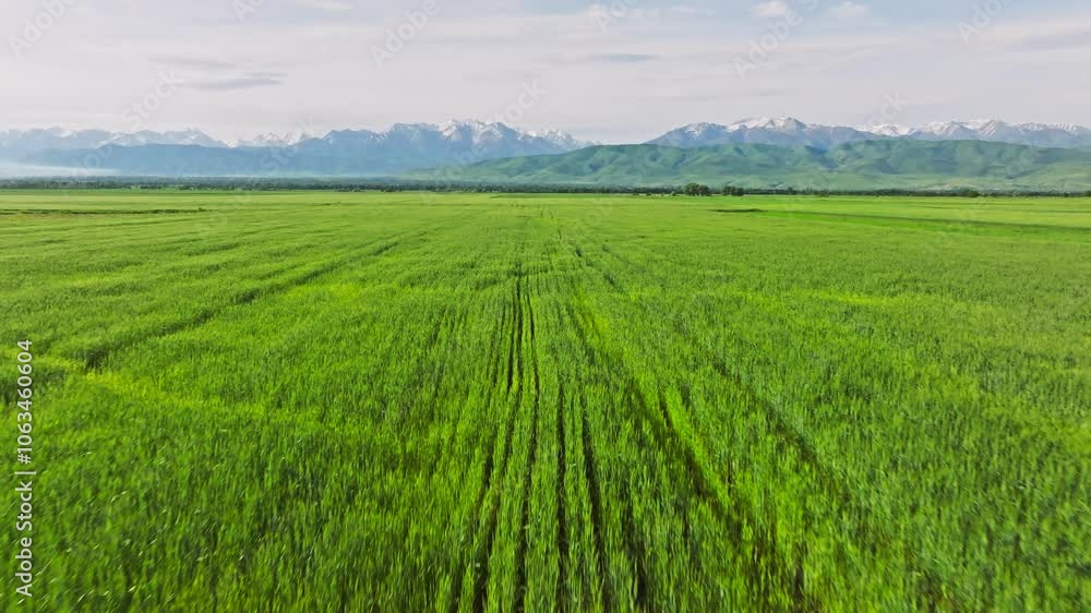 flying above green agriculture field with snowcapped mountains in the background at summer morning, drone point of view flying above green agriculture field with snowcapped mountains in the background at summer morning, drone point of view
