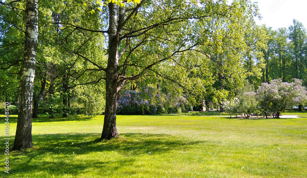 spring in the park spring in the park
