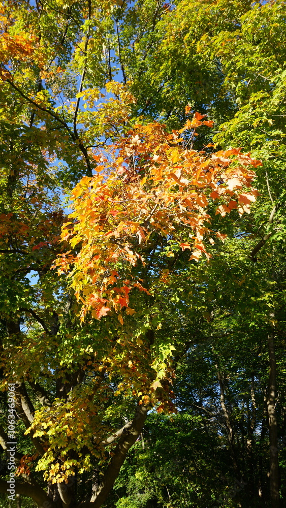 Autumn Leaves on Tree Branches Against Clear Blue Sky Autumn Leaves on Tree Branches Against Clear Blue Sky