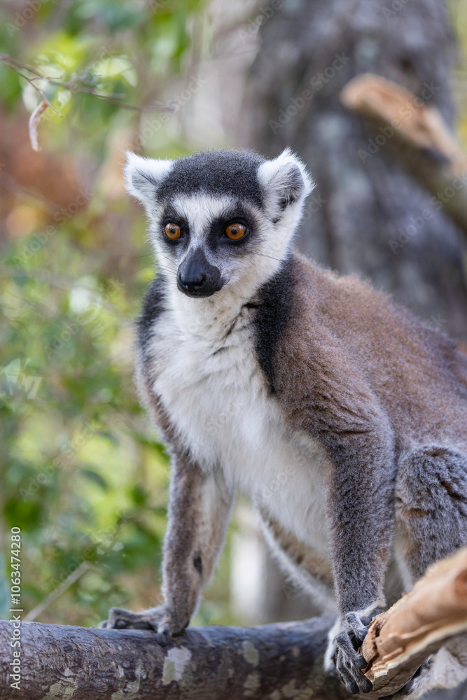 Fototapeta premium Anja Community Reserve