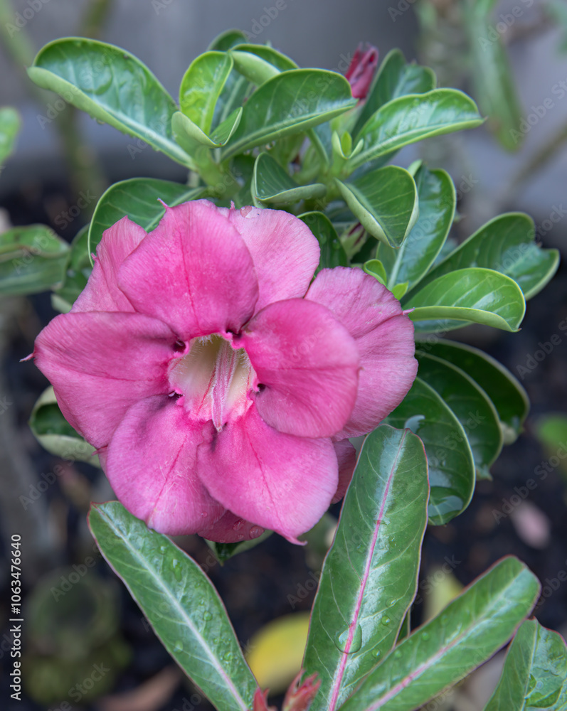 Beautiful Red adenium flower in full bloom with vibrant green leaves. Bright red desert rose (adenium) flower. Tropical adenium in bloom with rich red petals, lush green leaves, vibrant garden vibe Beautiful Red adenium flower in full bloom with vibrant green leaves. Bright red desert rose (adenium) flower. Tropical adenium in bloom with rich red petals, lush green leaves, vibrant garden vibe