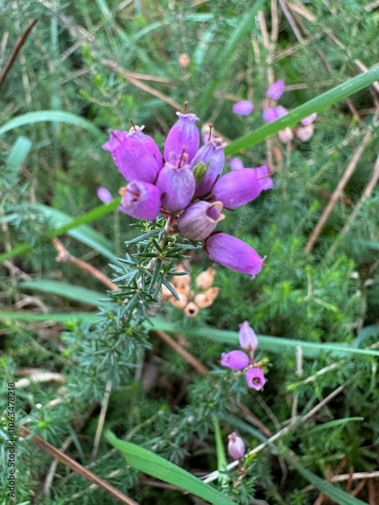 Fleurs Fleurs
