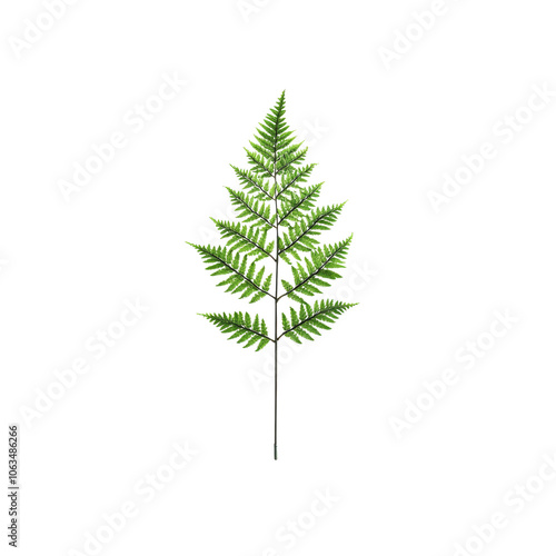 Green Fern Leaf Isolated on White Background