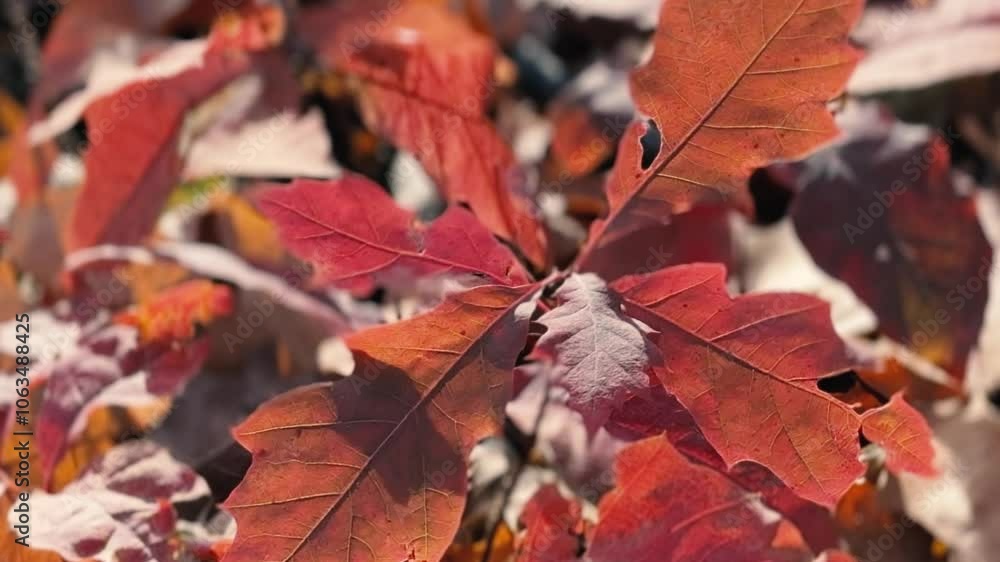 Autumn forest with red and yellow leaves and trees. Outdoor park atmosphere with fresh air and wild nature. Orange leaves falling from the ground. Wild Nature Autumn forest with red and yellow leaves and trees. Outdoor park atmosphere with fresh air and wild nature. Orange leaves falling from the ground. Wild Nature