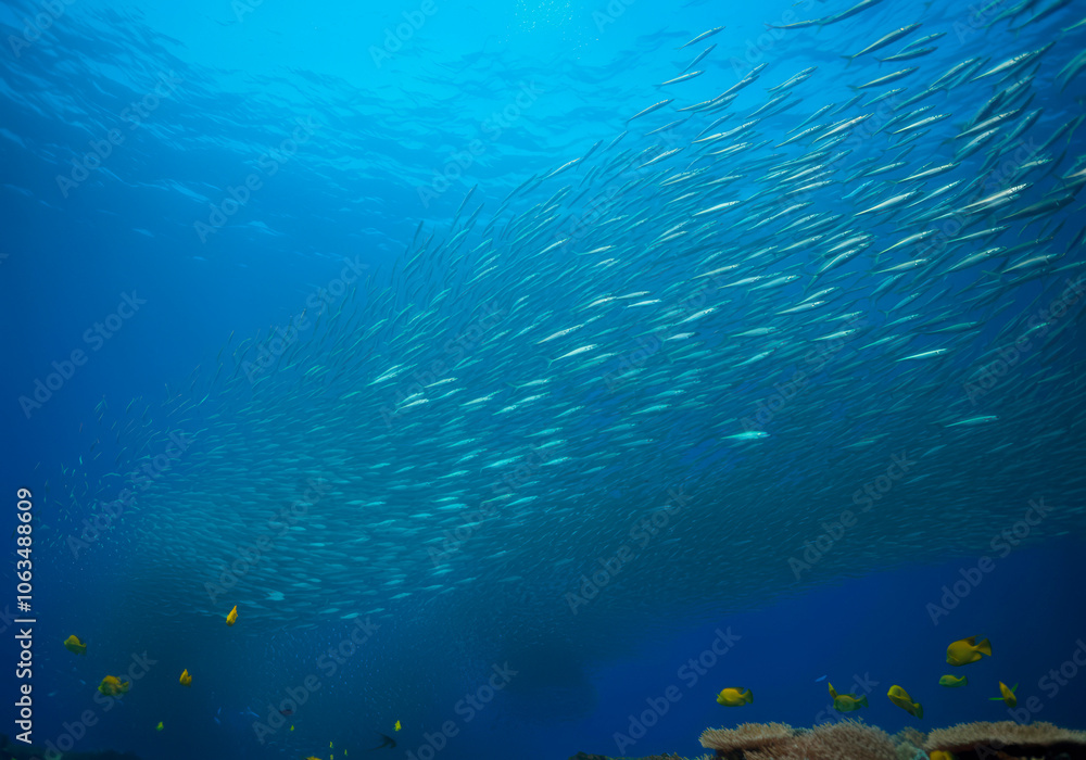 Fototapeta premium Scad jamb under water sea ecosystem, large school of fish on a blue background, abstract fish alive, wild background