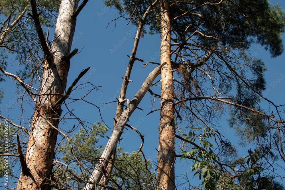 Pine tree against blue sky Pine tree against blue sky