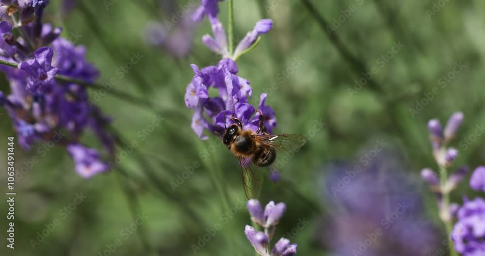Honey bee gathering pollen from lavender flowers Honey bee gathering pollen from lavender flowers