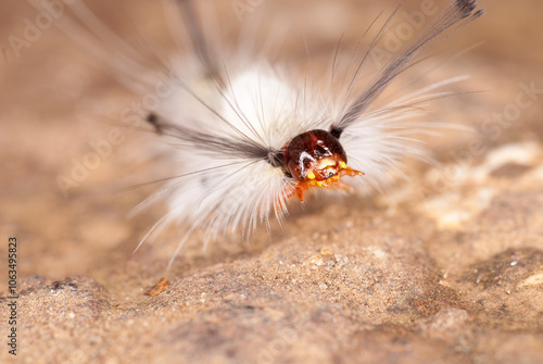 Closeup of Caterpillar crawling on rock surface, Anshi national park, Karnataka, INdia. photo