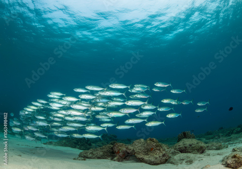 Shoal of fish mackerel scad or Decapterus macarellus, Playa Grandi, Curacao, Caribbean - South America photo