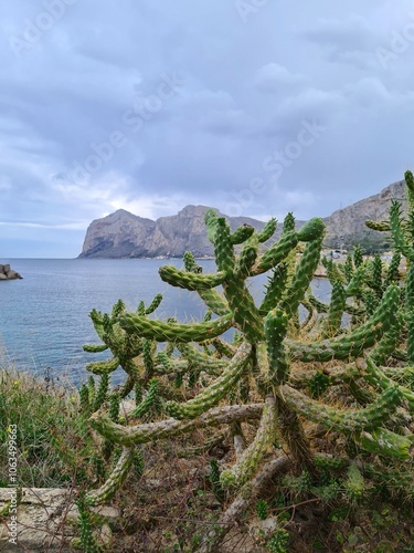 evocative image of prickly pear silhouette with the sea in the background
in southern Italy photo