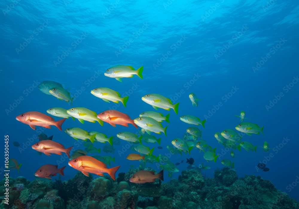 Fototapeta premium Mixed Swarm Oriental Sweetlips or Plectorhinchus vittatus and two-spot red snapper or Lutjanus bohar, Indian Ocean, Maldives