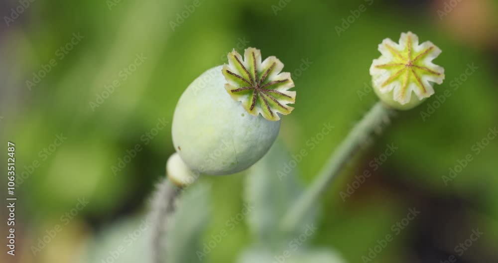 Green poppy seed pods growing in the wild Green poppy seed pods growing in the wild