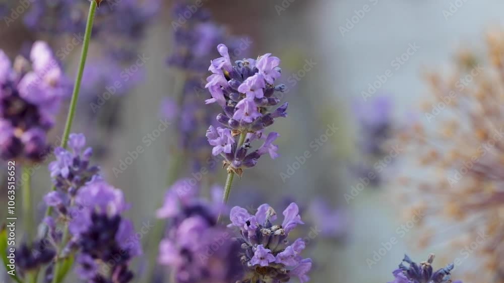 close up of lavender with bee flying in and out of shot close up of lavender with bee flying in and out of shot