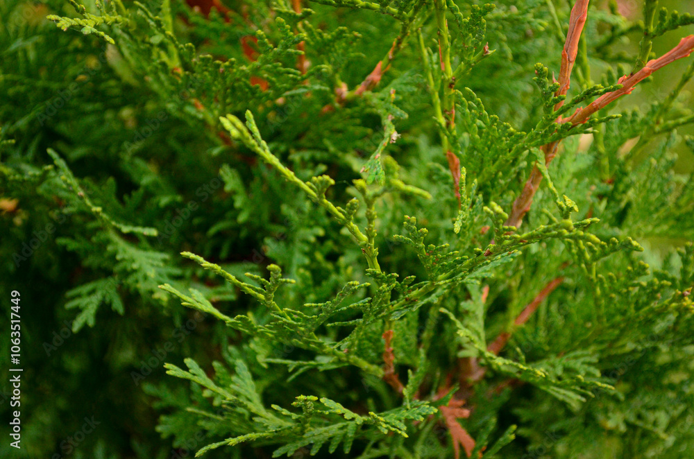 A close up of a green tree with brown tips. The tree is full of green leaves and branches. A close up of a green tree with brown tips. The tree is full of green leaves and branches.