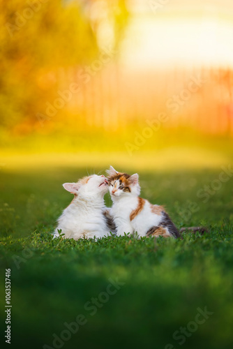 two cats mother and baby kitten sitting on green lawn and having fun