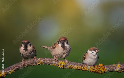 three birds sparrows sitting on a tree branch against the background of a gre...
