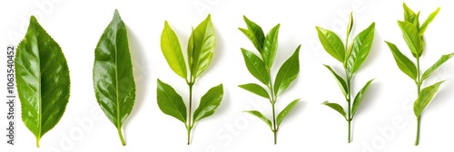 Tea Tree Leaf. Green Leaf Collection on White Background, Isolated Set