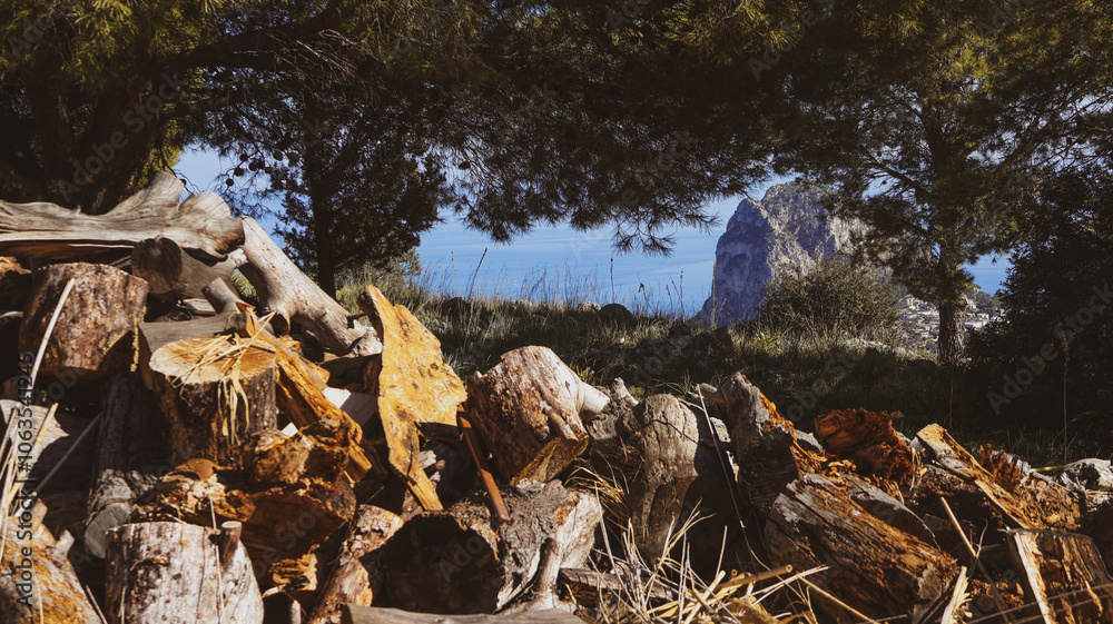 Obraz premium Tronchi