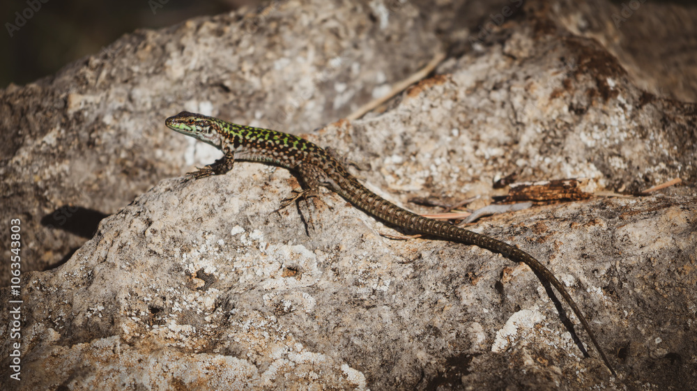 lizard on a rock lizard on a rock