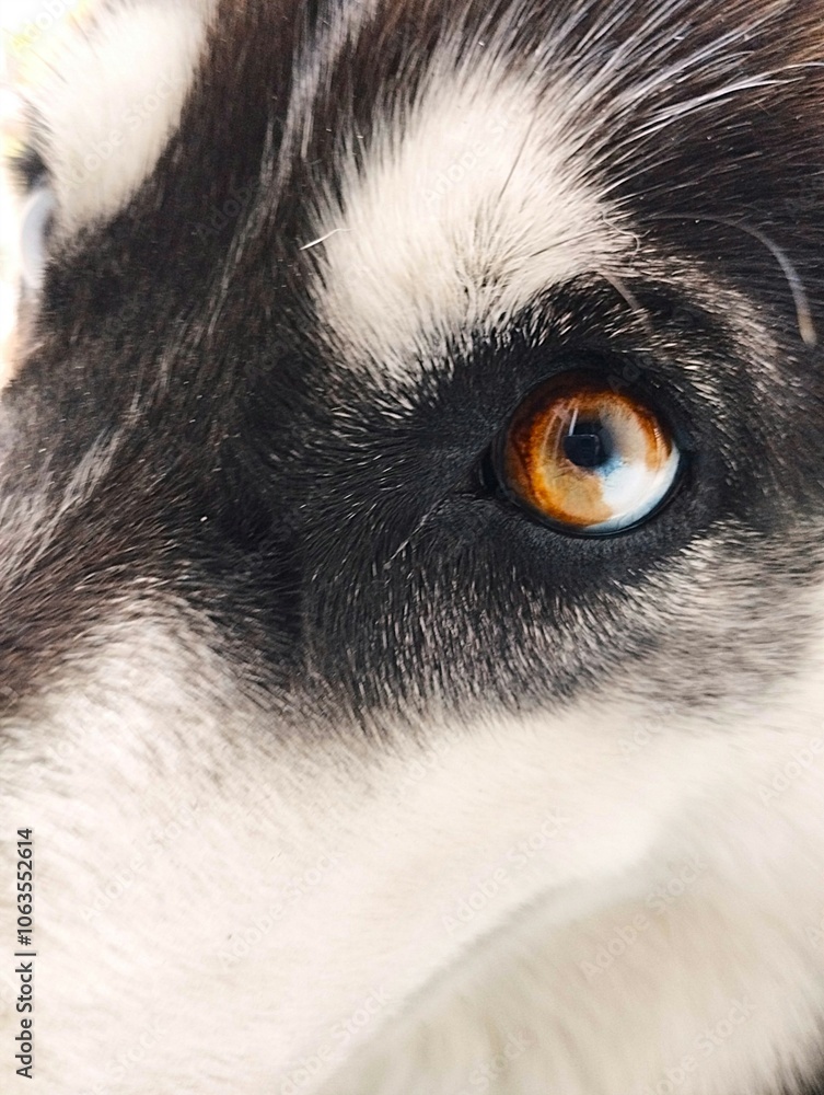 Beautiful heterochromia laying in husky eyes Beautiful heterochromia laying in husky eyes
