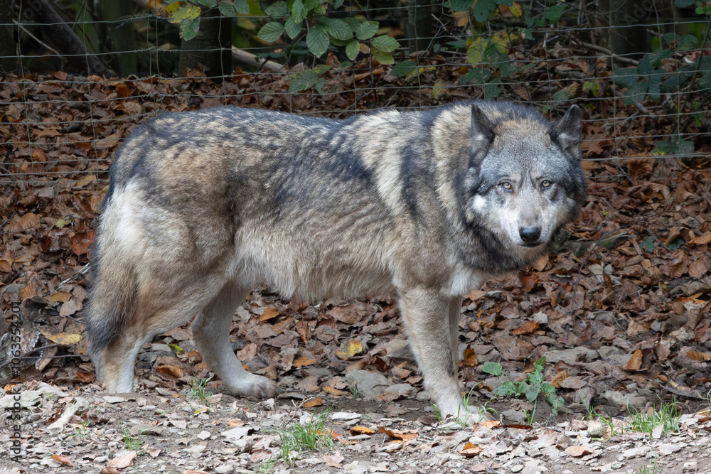 Obraz premium Wolf