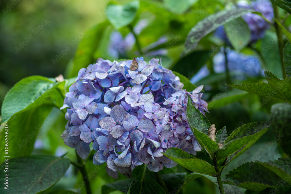 A closeup of a purple hydrangea flower with green leaves A closeup of a purple hydrangea flower with green leaves