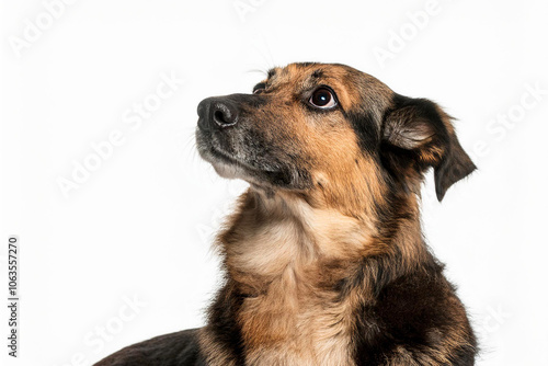 portrait of a cute dog on a white background