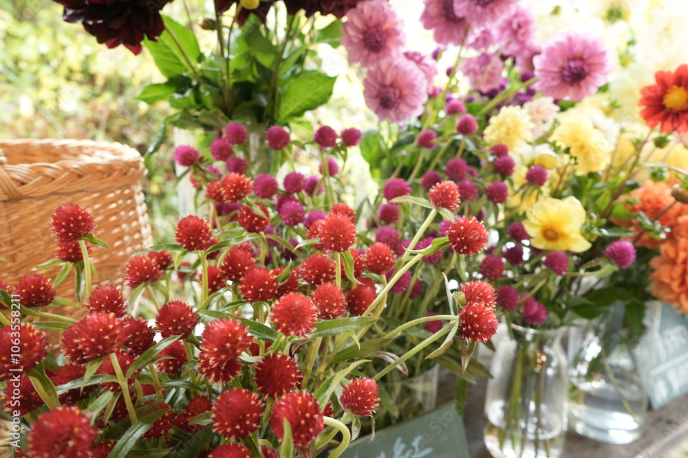 Pink globe Amaranth flower, isolated, in the garden - 千日紅の花
Pink globe Amaranth flower, isolated, in the garden - 千日紅の花