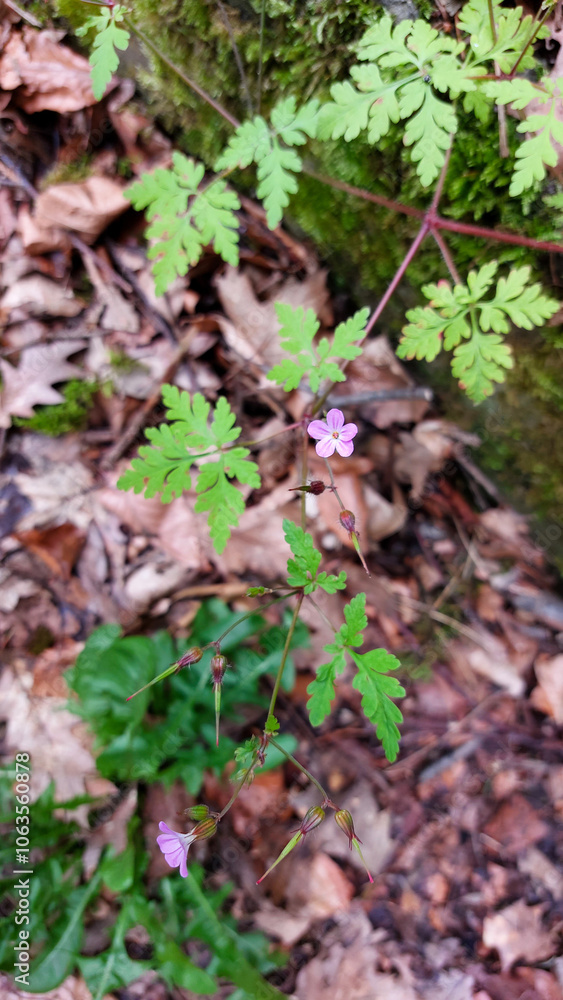 Delicate Pink Wildflower Among Fern-Like Green Leaves in Forest Floor Setting Delicate Pink Wildflower Among Fern-Like Green Leaves in Forest Floor Setting