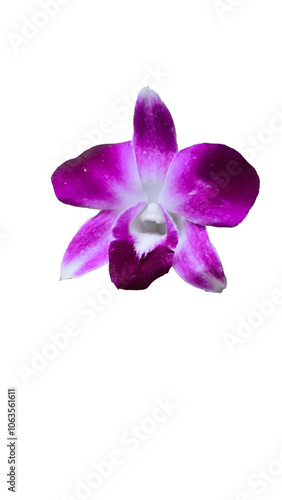 Purple orchid on white background.  clipping path.